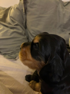 Adorable petit male noir et feu très calin